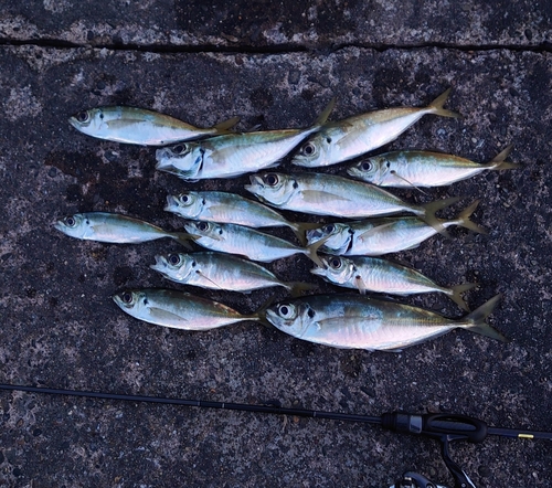 マアジの釣果