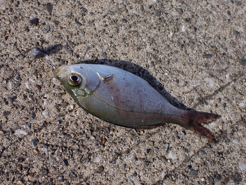 ウミタナゴの釣果