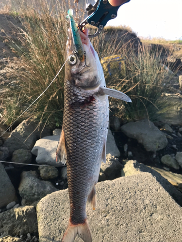 ニゴイの釣果