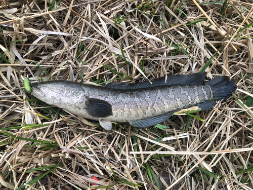 ライギョの釣果