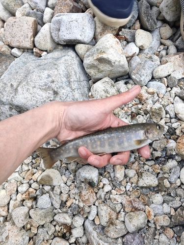 イワナの釣果