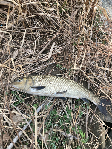 ニゴイの釣果