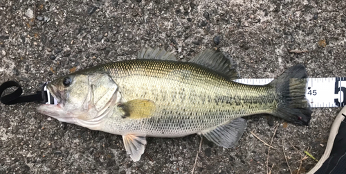 ブラックバスの釣果