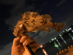 クロソイの釣果