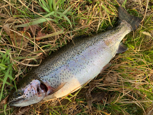 ニジマスの釣果