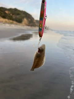 シタビラメの釣果