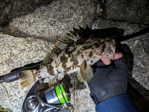 タケノコメバルの釣果