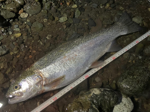 ニジマスの釣果