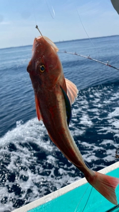 ホウボウの釣果