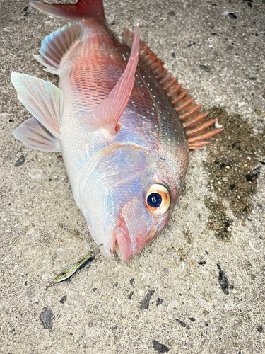 マダイの釣果