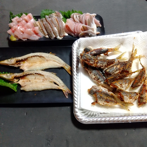 カマスの釣果