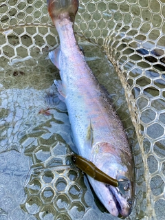 ヤマメの釣果