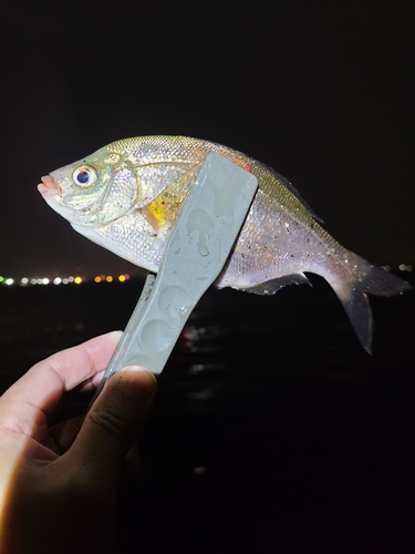 ウミタナゴの釣果