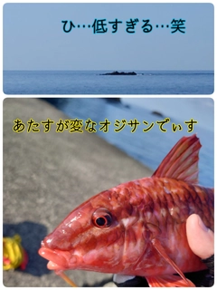 ホウライヒメジの釣果