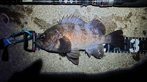 メバルの釣果