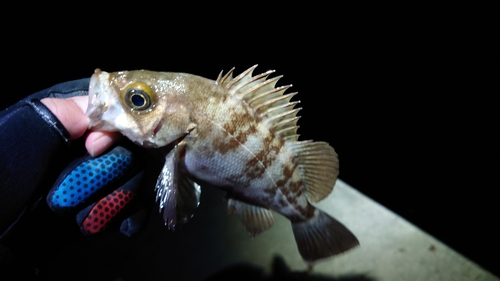 メバルの釣果