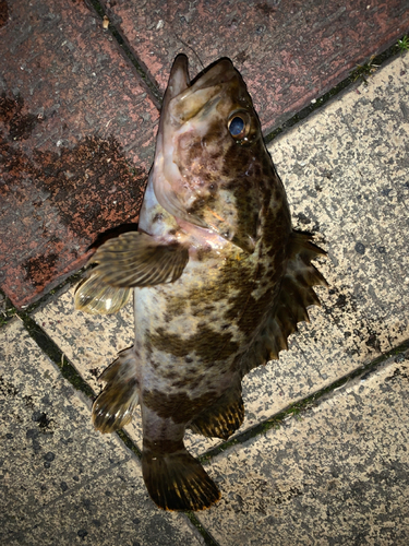 タケノコメバルの釣果