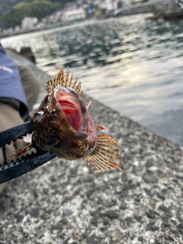 カサゴの釣果