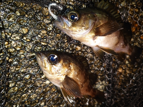 メバルの釣果