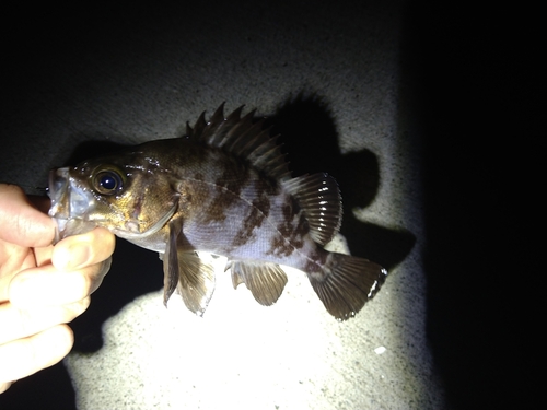 アカメバルの釣果