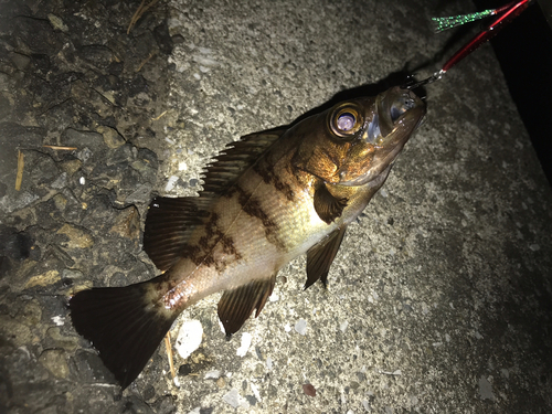 メバルの釣果