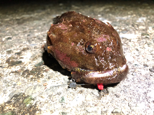 カジカの釣果