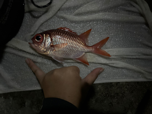 アカマツカサの釣果