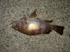 シロメバルの釣果