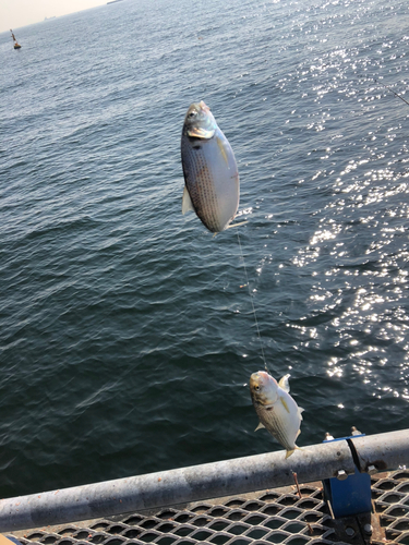 コノシロの釣果