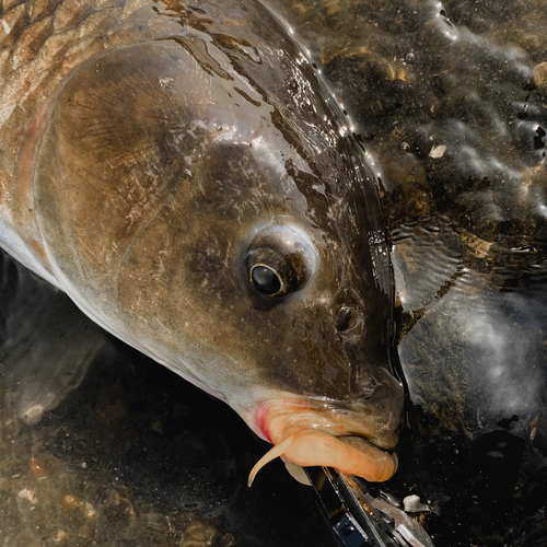 コイの釣果