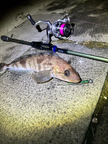 ホッケの釣果