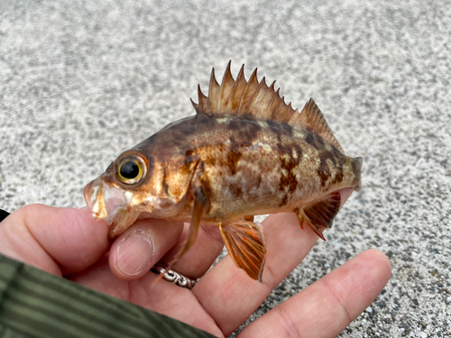 メバルの釣果