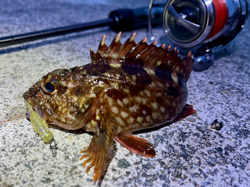 ガシラの釣果