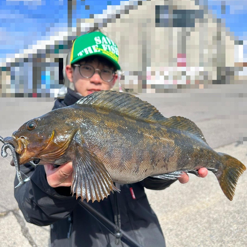 アイナメの釣果