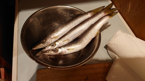 カマスの釣果