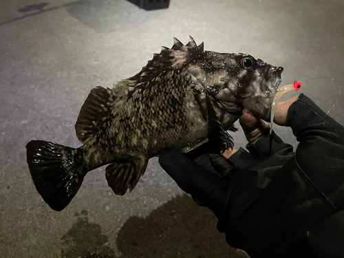 ムラソイの釣果