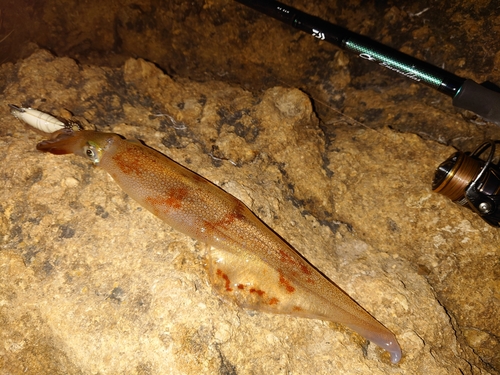 ヤリイカの釣果