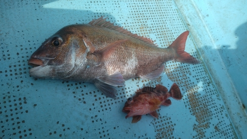 マダイの釣果