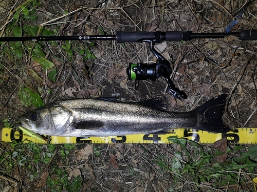 シーバスの釣果