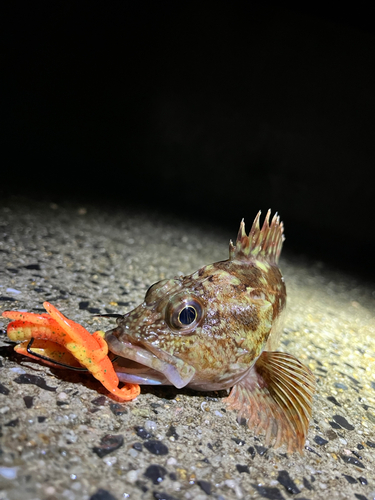 カサゴの釣果