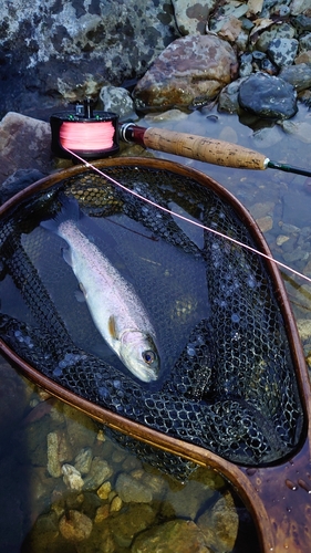 ニジマスの釣果