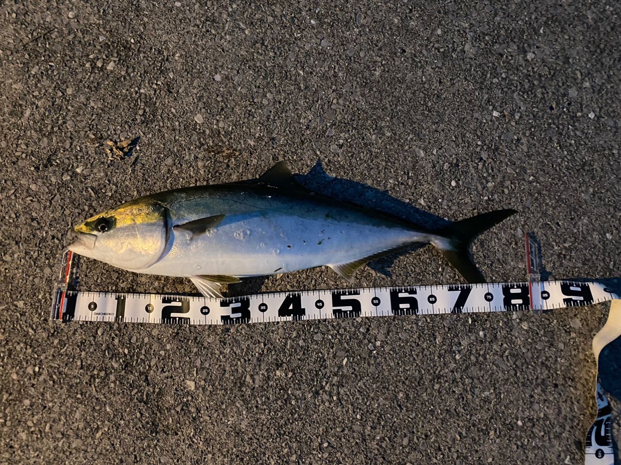 アベちゃん さんの 2023年03月16日のブリの釣り・釣果情報(広島県 - 広島湾) - アングラーズ | 釣果400万件の魚釣り情報サイト