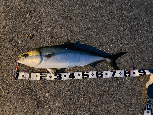 ブリの釣果