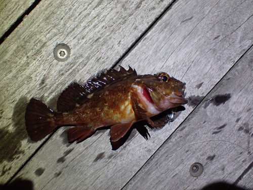 カサゴの釣果