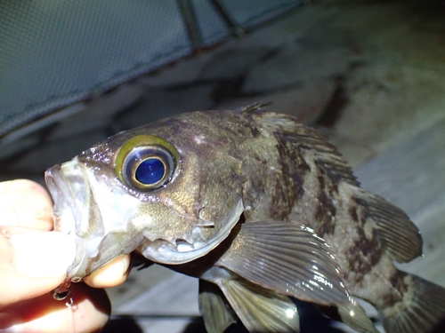 シロメバルの釣果