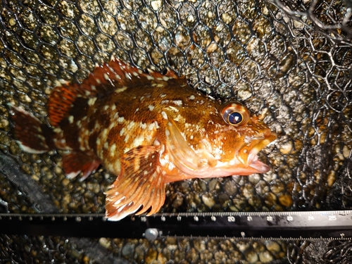 カサゴの釣果