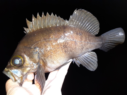 メバルの釣果