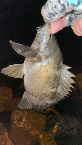 クロメバルの釣果