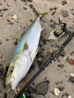 ツバスの釣果