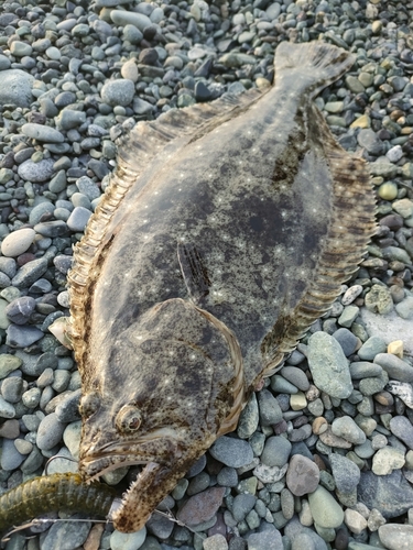 ソゲの釣果